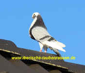 00 11 IMG_4644.jpg (78142 Byte)