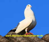 00 11 IMG_4655.jpg (102601 Byte)