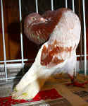 00 12 IMG_6829.jpg (105887 Byte)