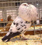 wpe3.jpg (48991 Byte)