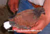 wpe36.jpg (33761 Byte)
