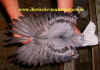 wpe40.jpg (34784 Byte)