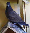 wpe44.jpg (20126 Byte)